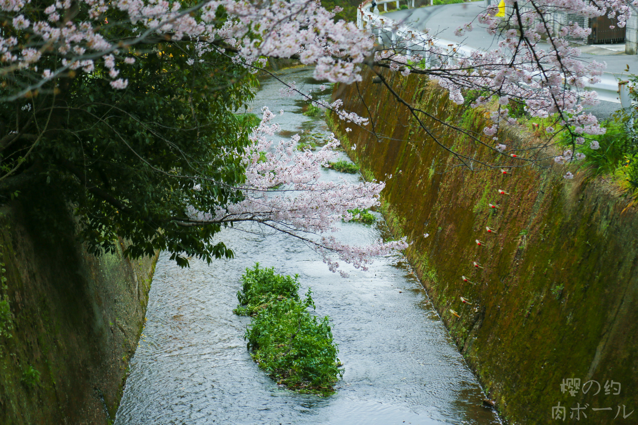 京都自助遊攻略