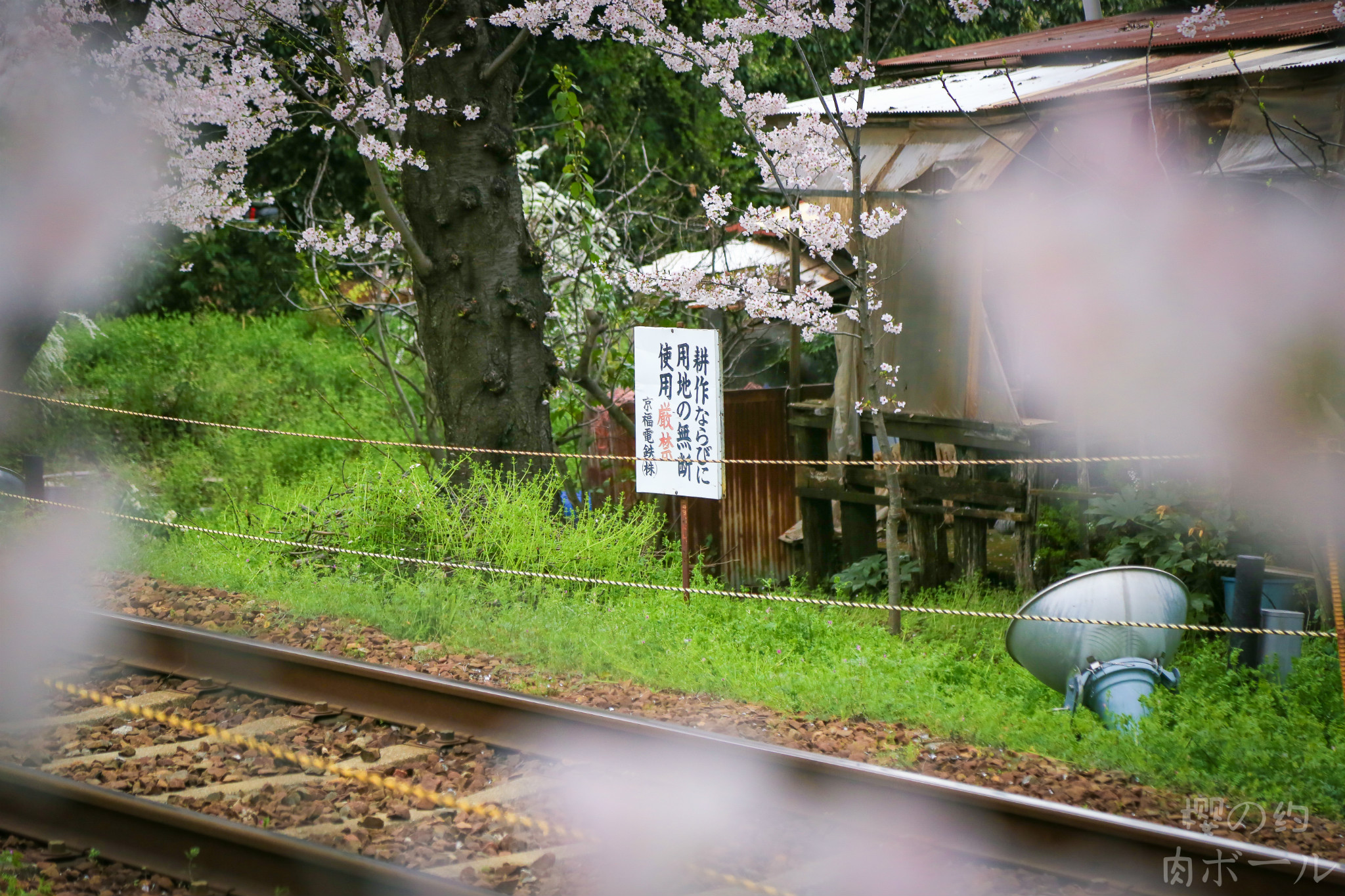 京都自助遊攻略