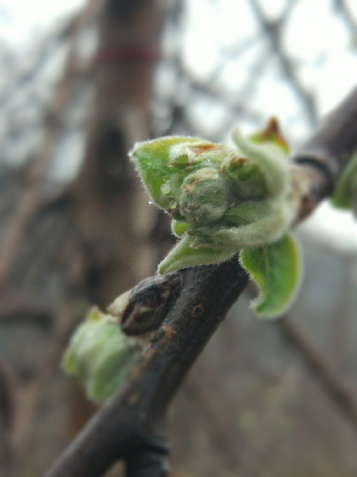 清明时节雨纷飞