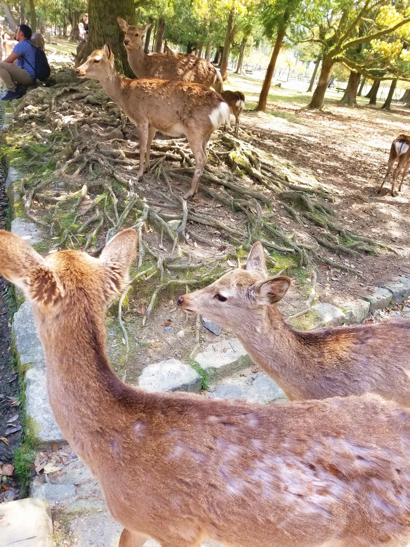 大阪自助遊攻略