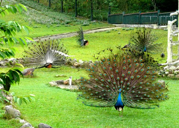 经典必玩台中纸教堂日月潭中文包车一日游民宿酒店上门接送