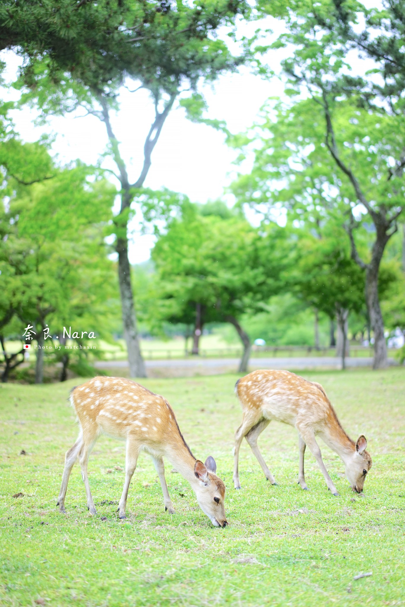 京都自助遊攻略