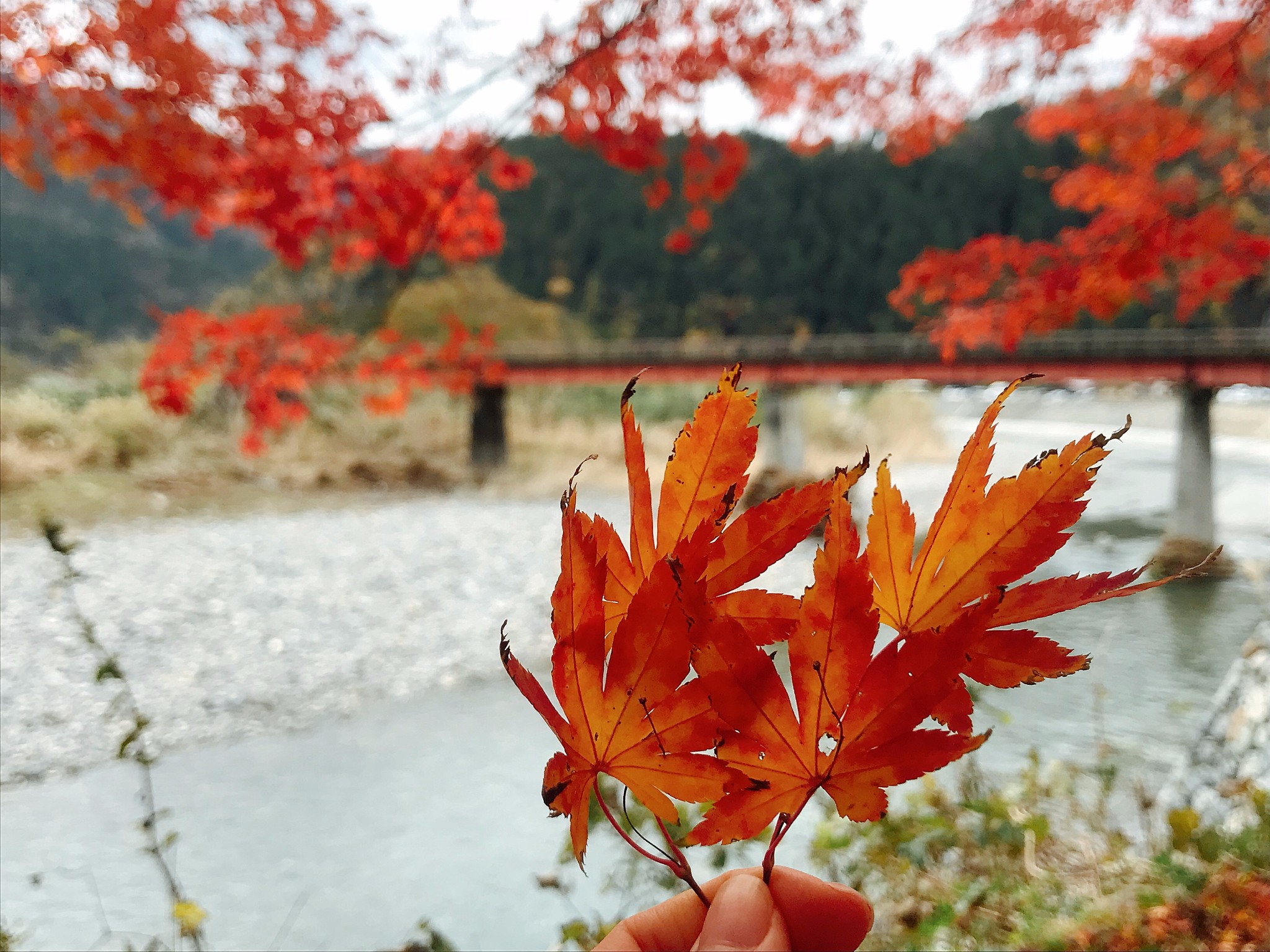 京都自助遊攻略