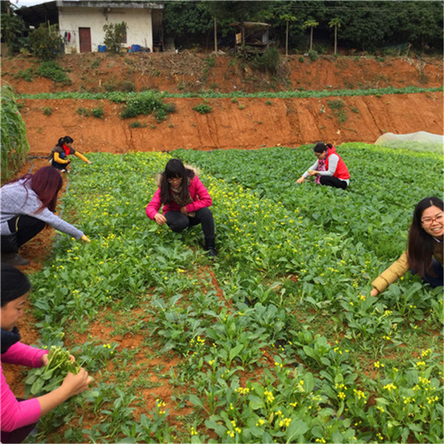 深圳农家乐周边游最火的路线松岗菜博士农场