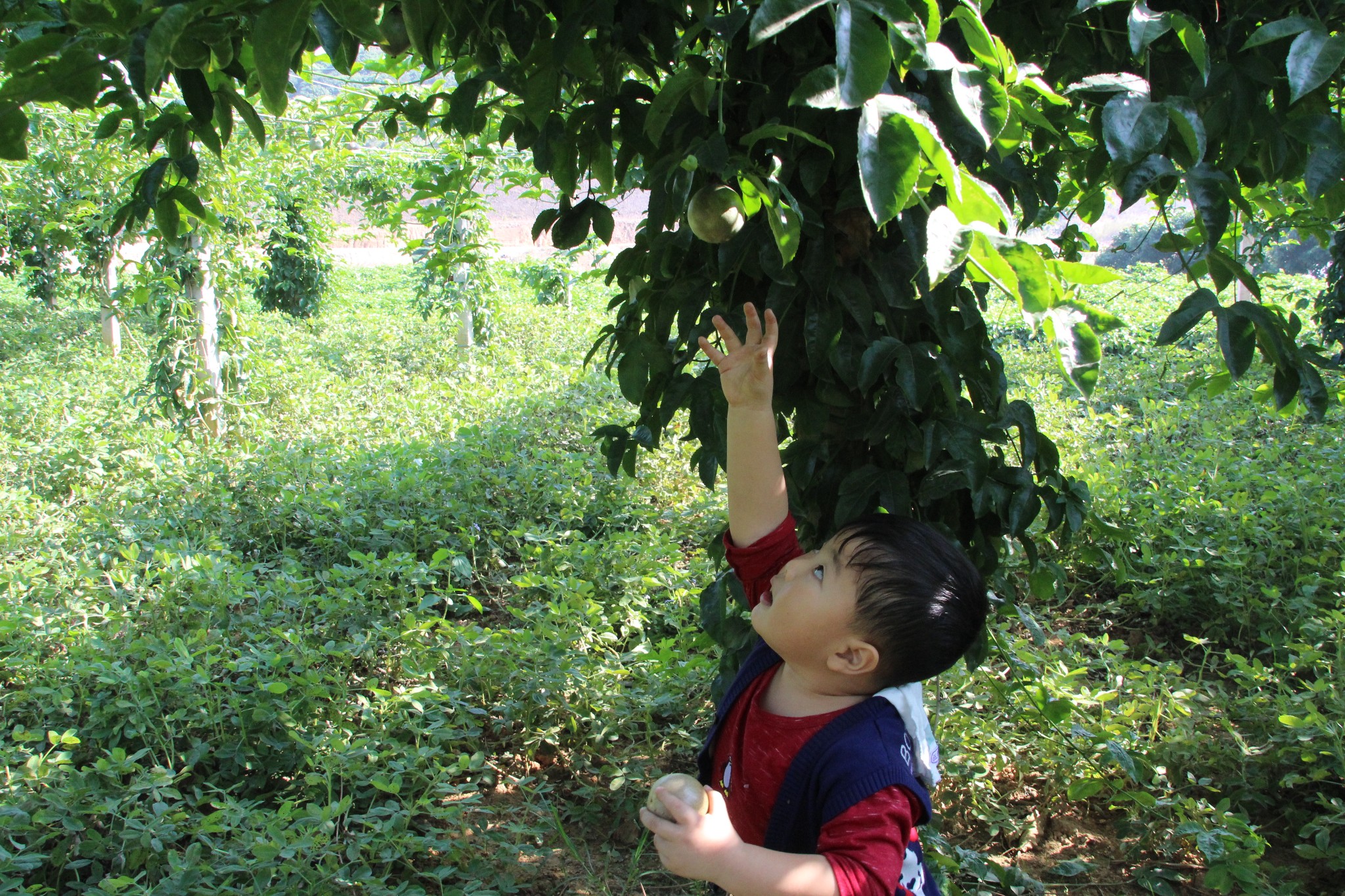 深圳农家乐周边游最火的路线松岗菜博士农场