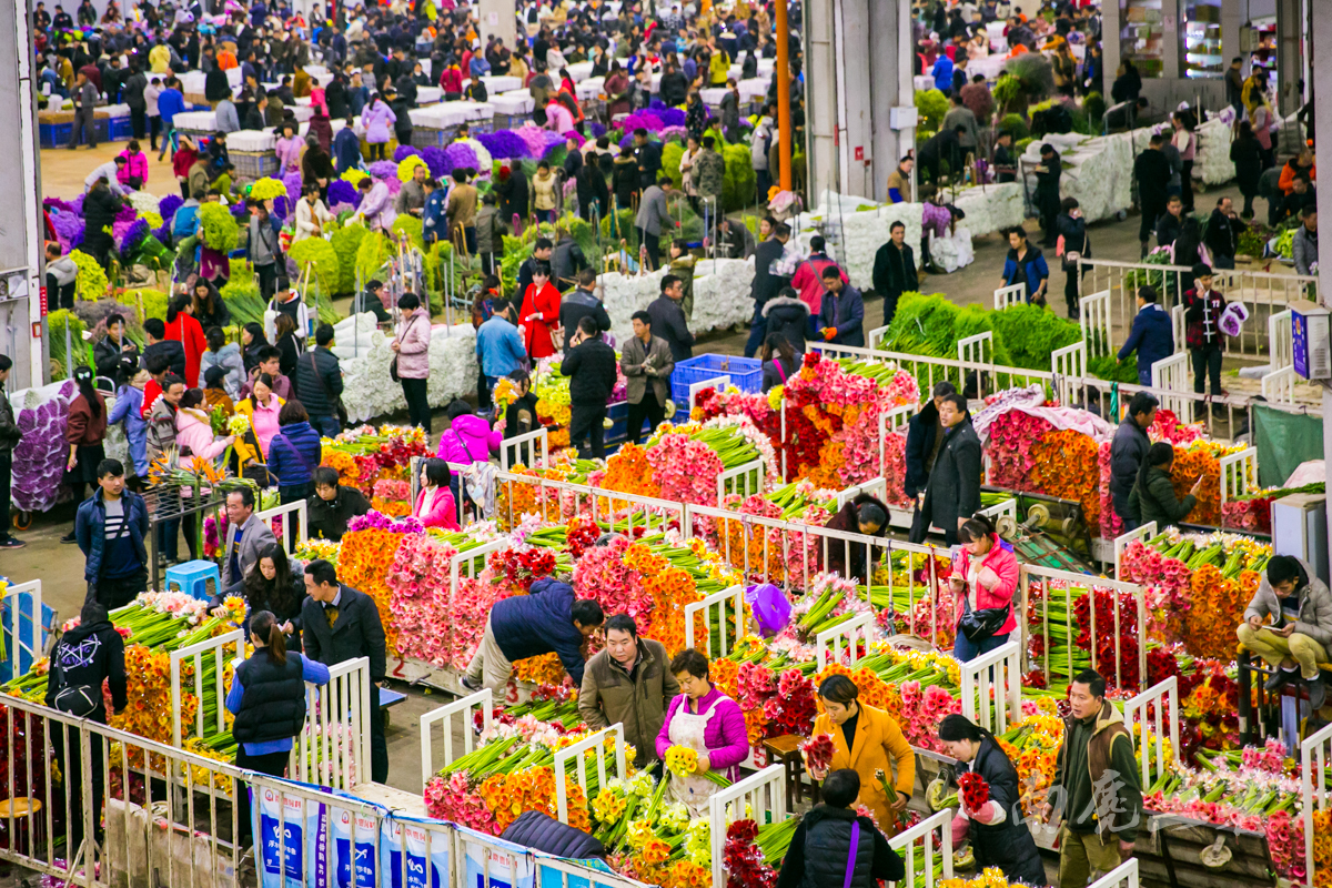 在成都最大的花鸟市场，感受冬日最艳丽的风景！