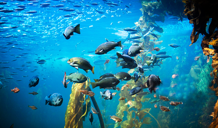 吉隆坡城中城水族馆门票海底世界aquariaklcc门票快速出票即买即用无