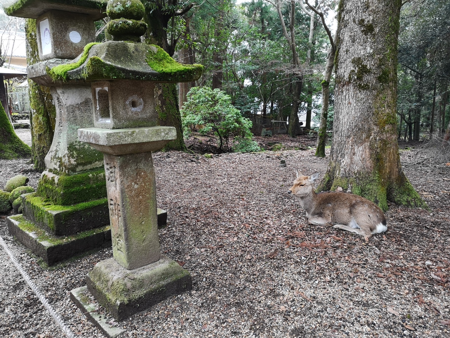 奈良自助遊攻略