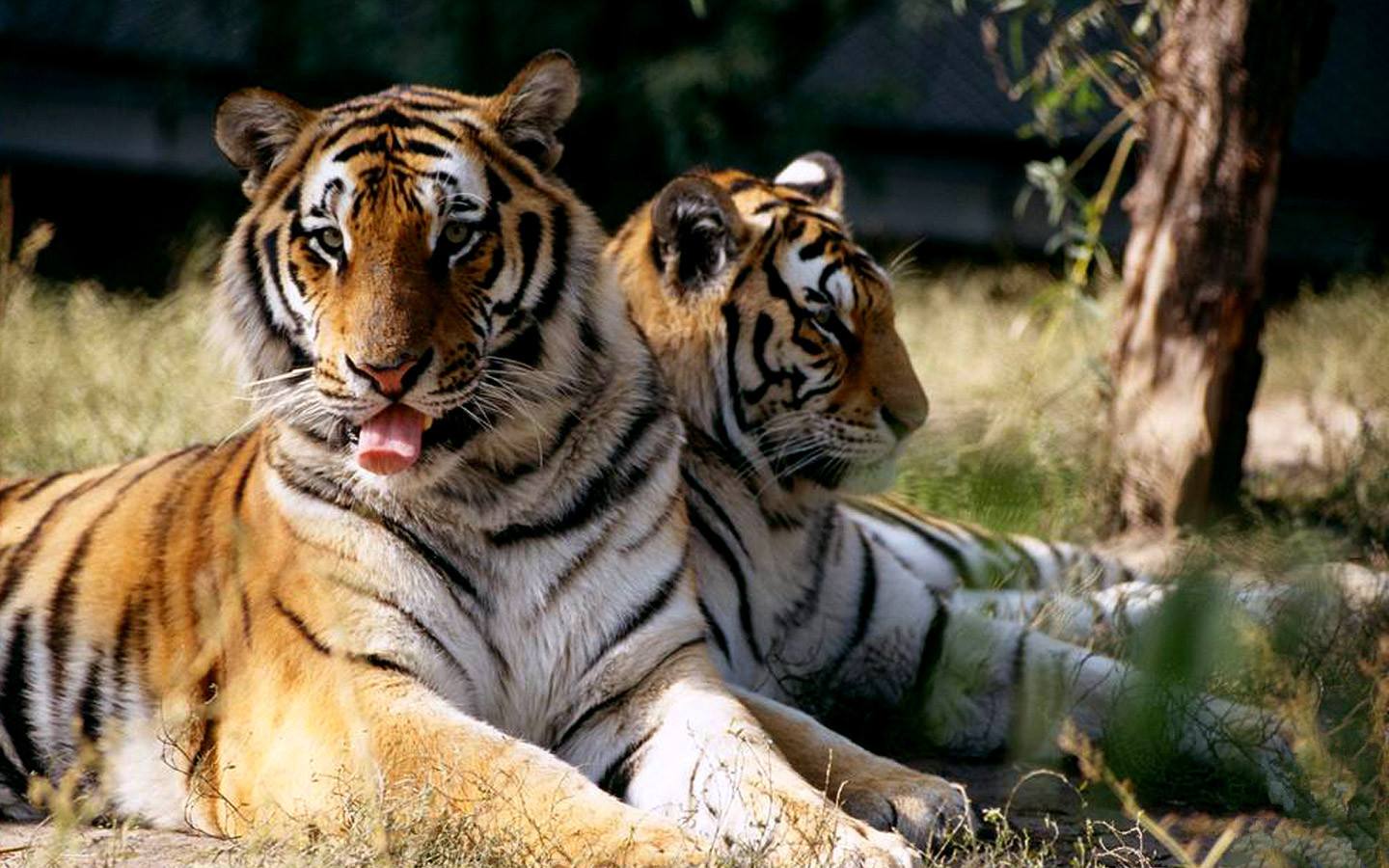 黄山 黄山虎林园官方门票