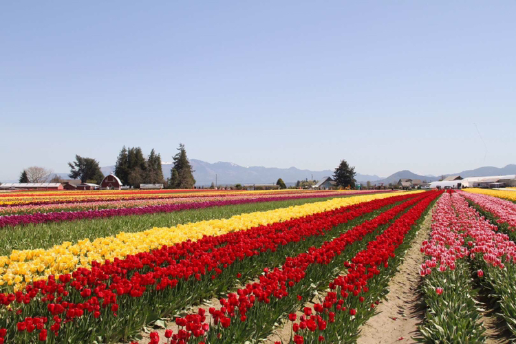 西雅图华盛顿大学的樱花今年四月底这个周末还有吗 马蜂窝