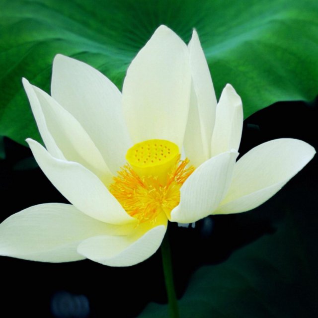 明兒