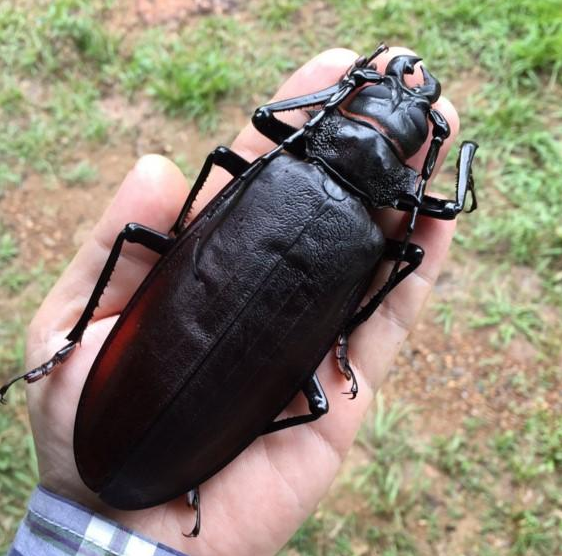 世界上最大的甲虫图片