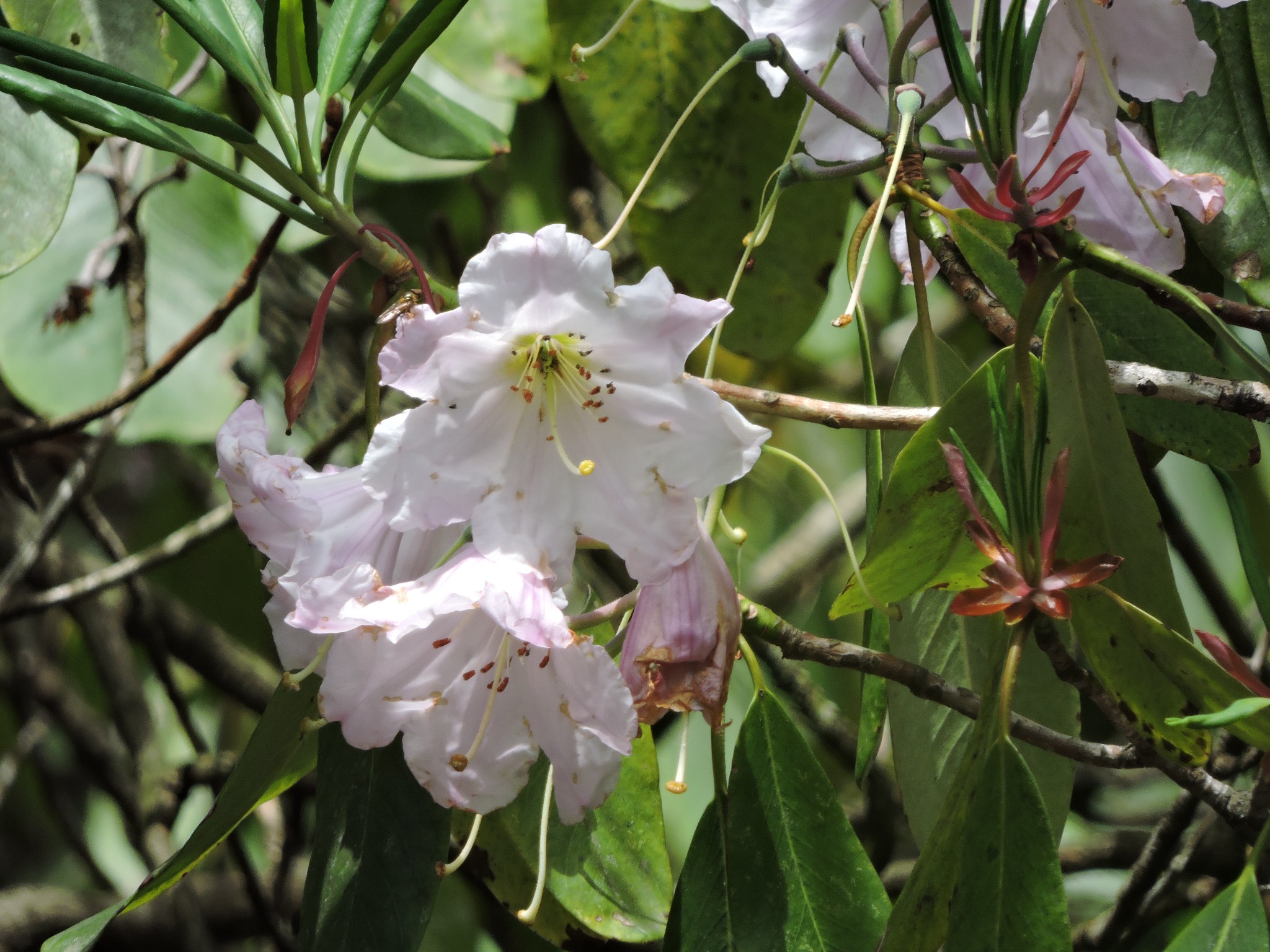 山花烂漫三清山,三清山旅游攻略 - 马蜂窝