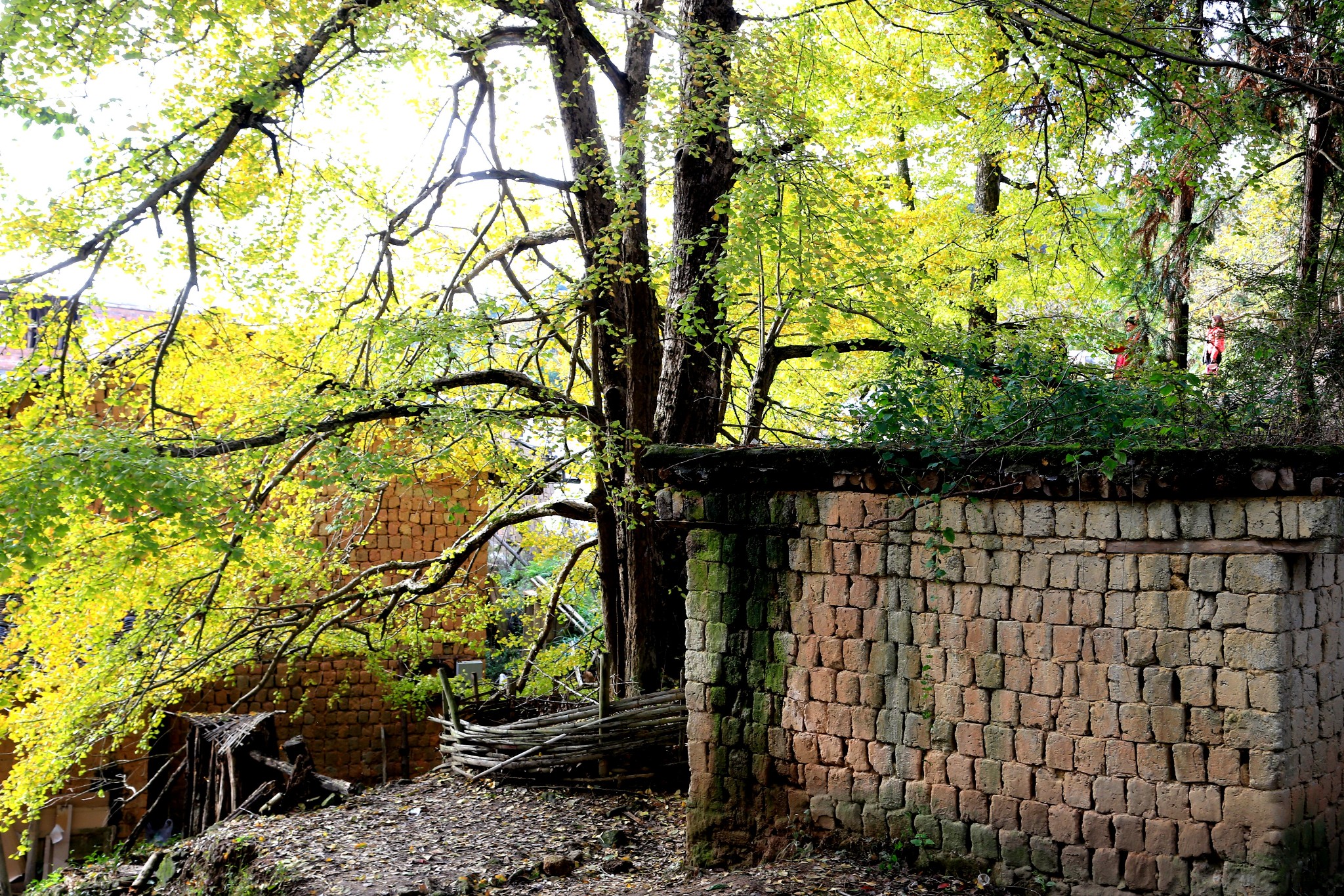 蒼石寨三影塔洞真古觀恐龍博物館等,打算去南雄旅遊的小夥伴快快收藏