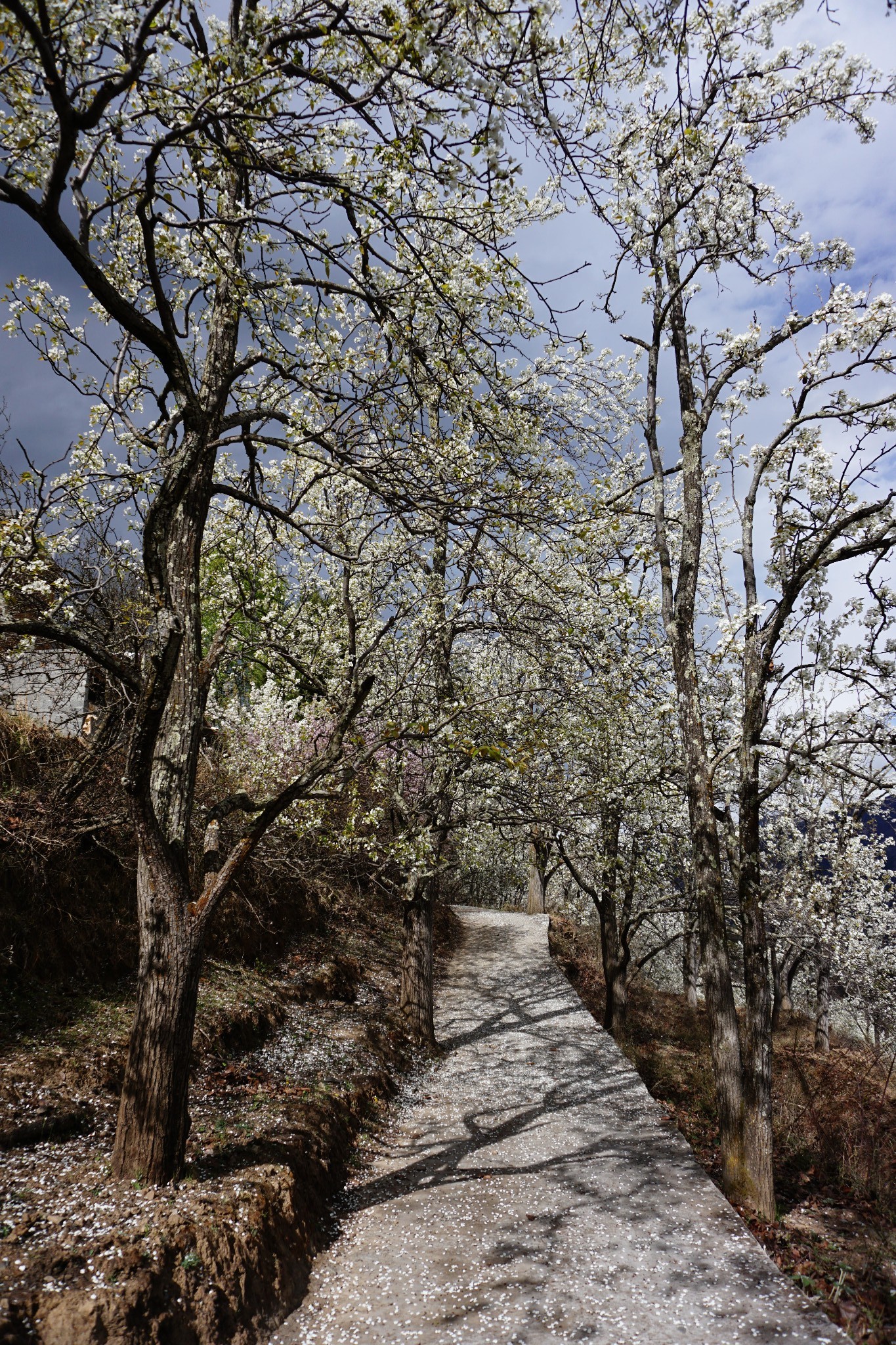 甲居藏寨金川梨花