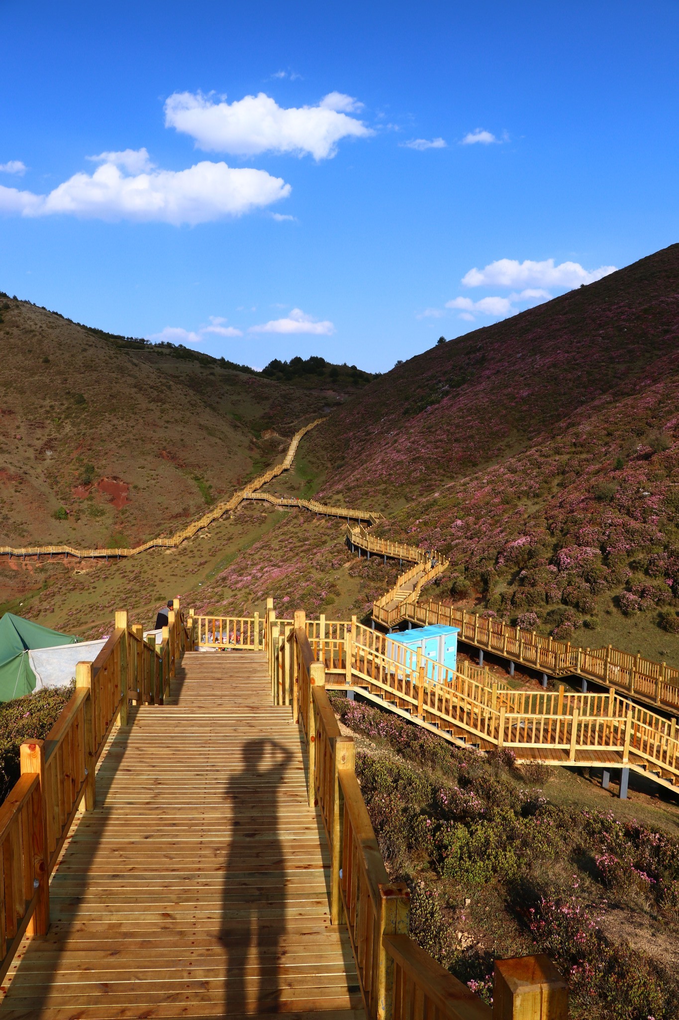 马鹿塘的杜鹃花太惊艳美丽马鹿塘惊险回攀路