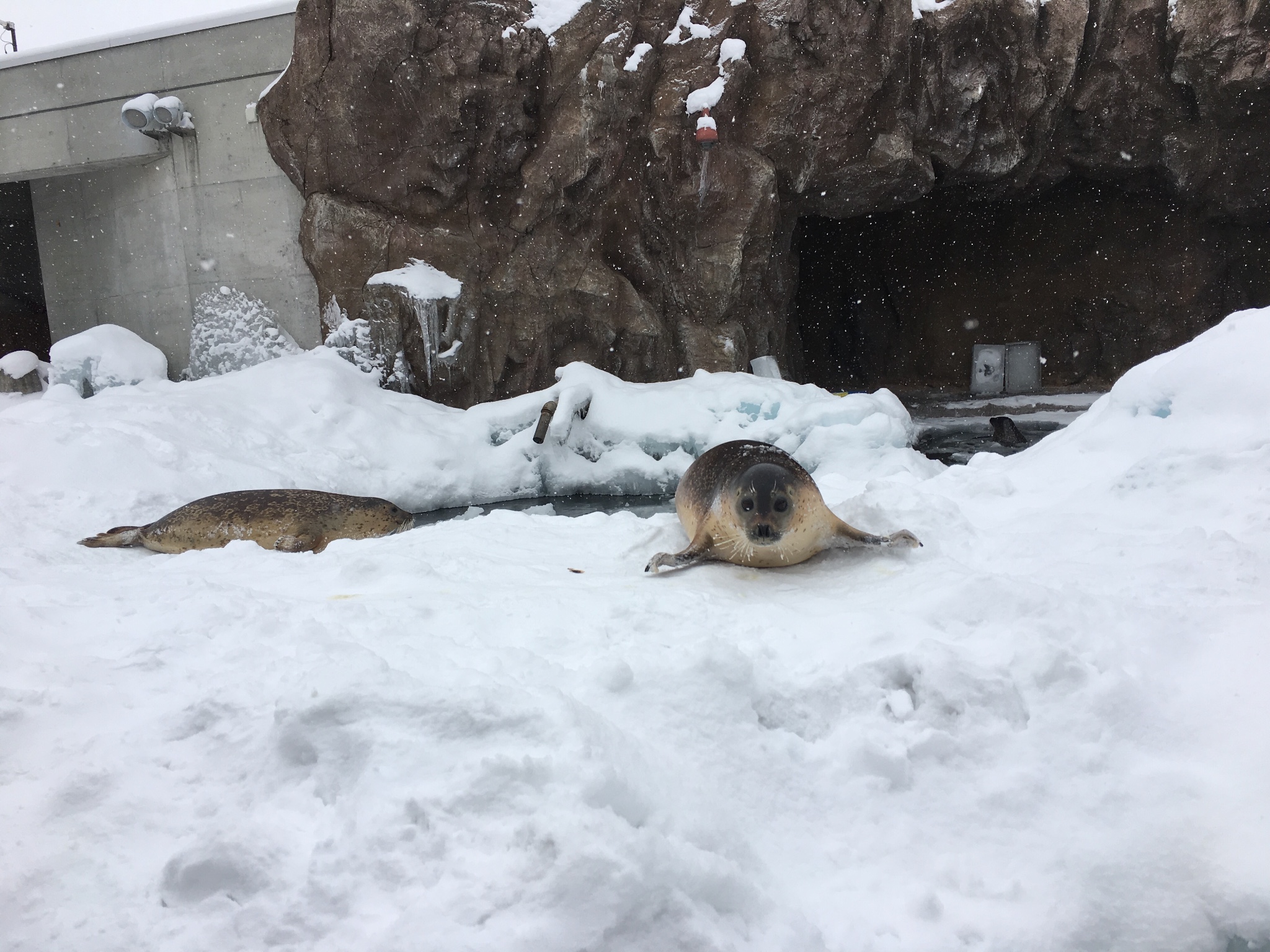 北海道自助遊攻略