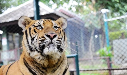 芭提雅是拉差龙虎园门票sriracha tiger zoo(老虎园 景区取票)