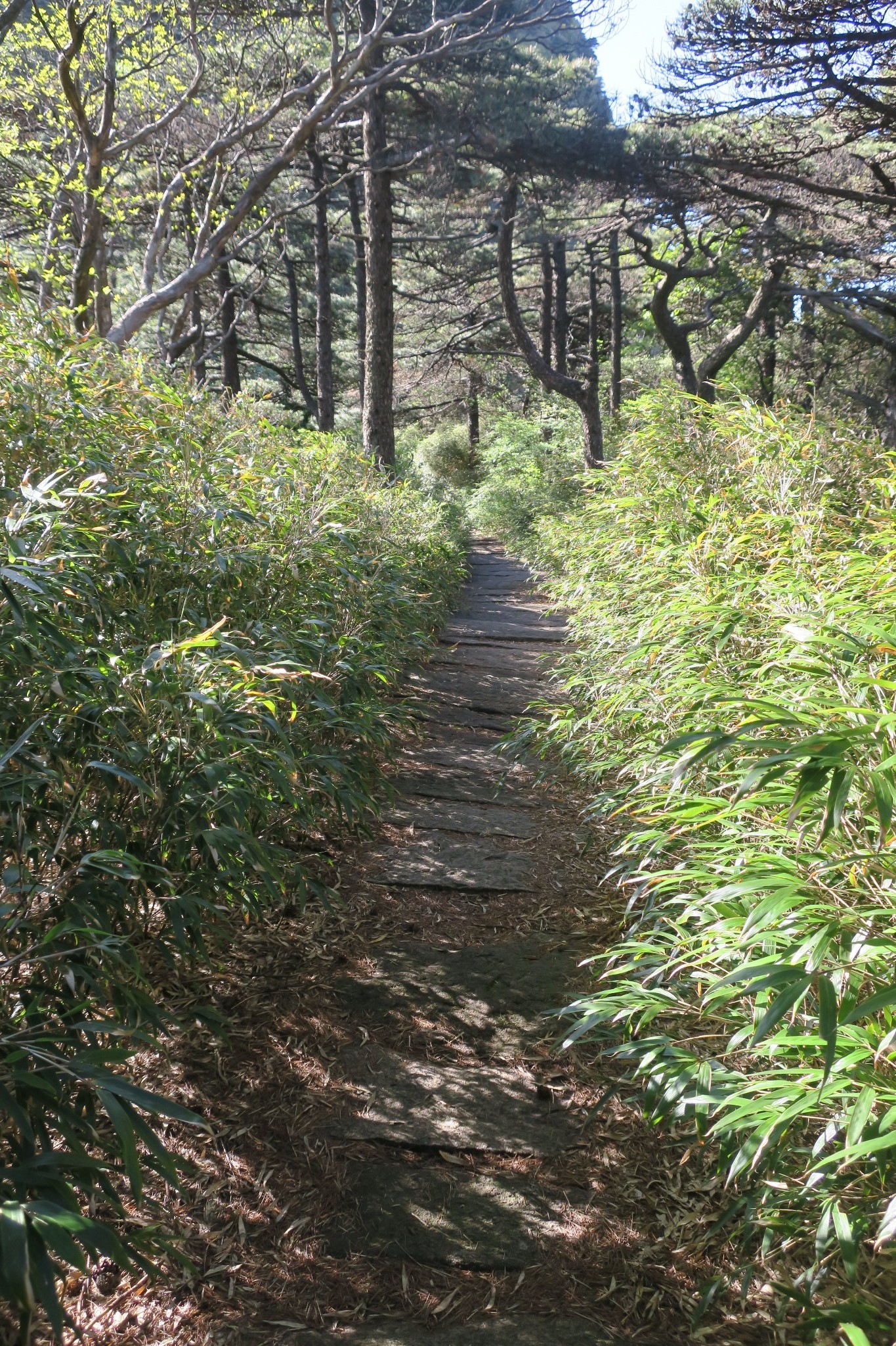 三清山自助遊攻略