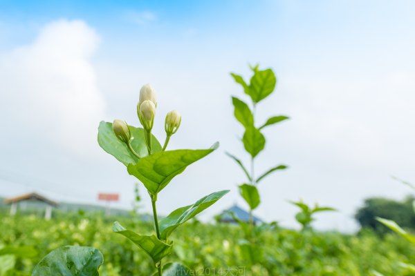 富宁县安广花谷小镇图片