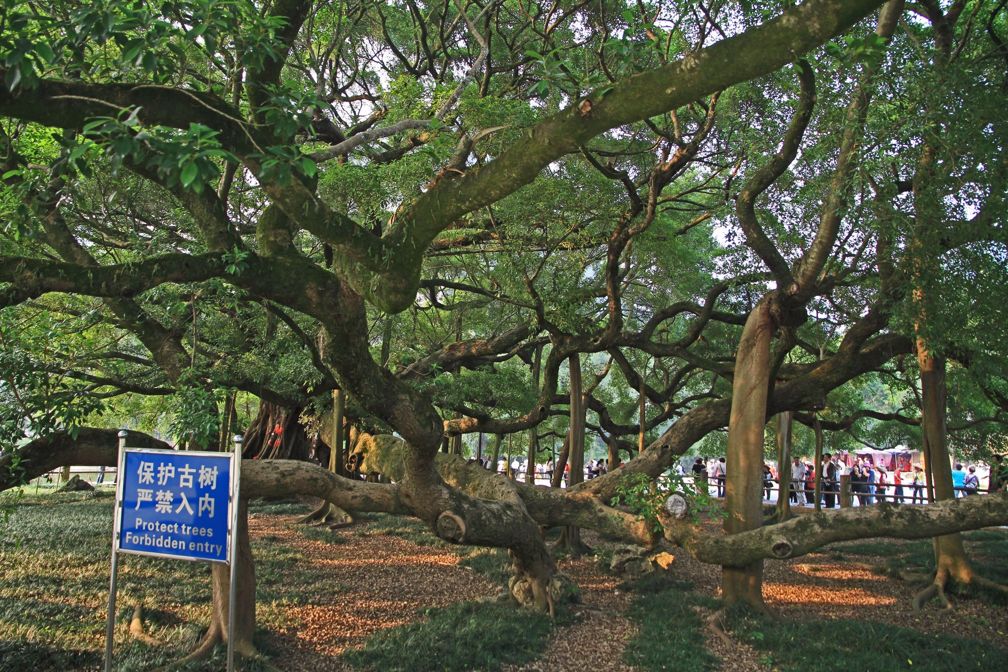 Yangshuo Big Banyan Tree