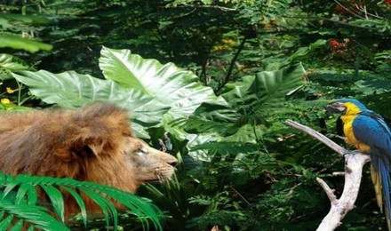 海南热带野生动植物园门票与猛兽亲密接触