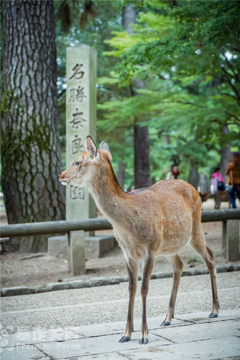 京都自助遊攻略