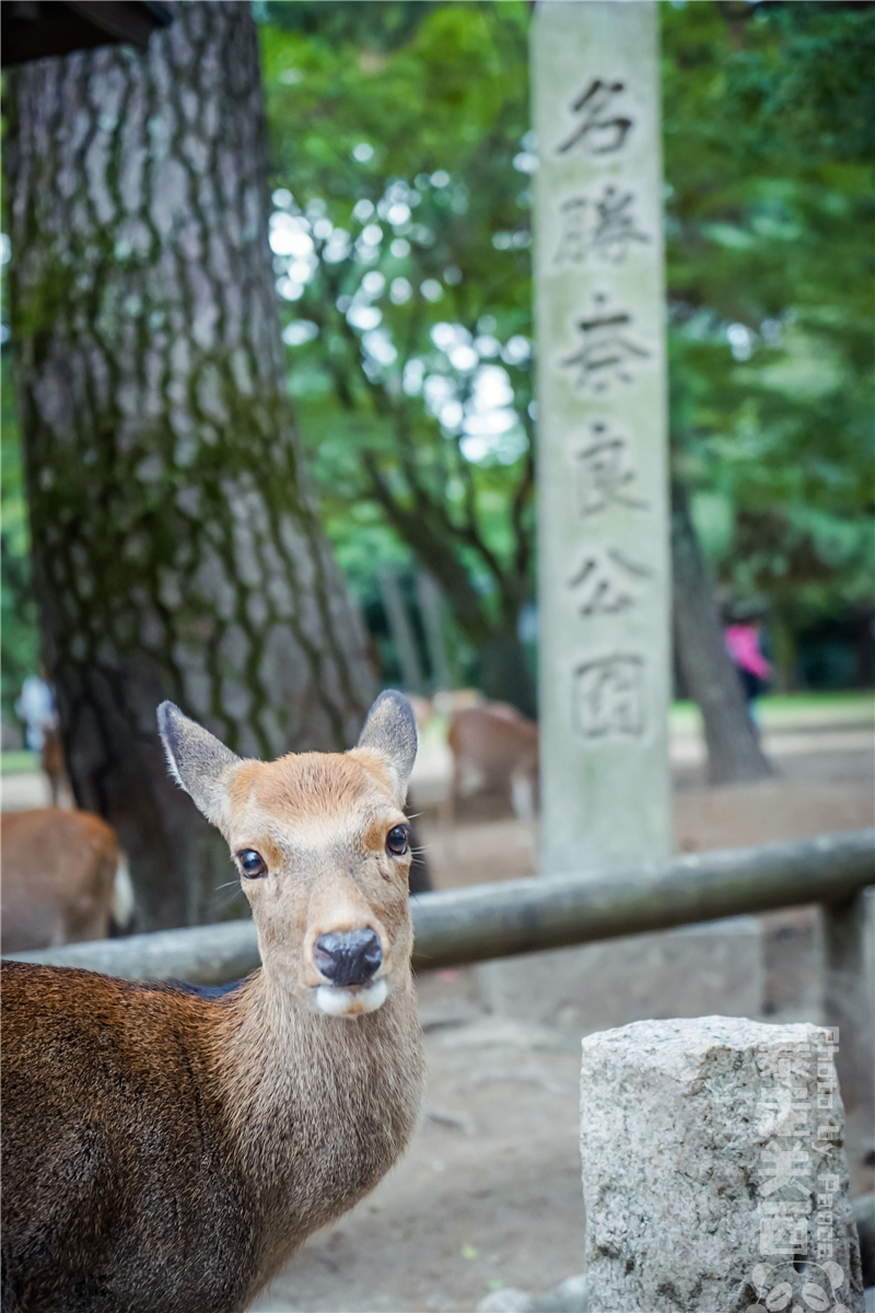 京都自助遊攻略