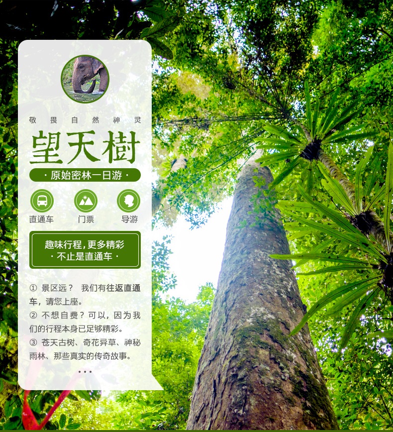 俯瞰雨林·西双版纳 望天树纯玩一日游(含车费 游船 空中树冠走廊