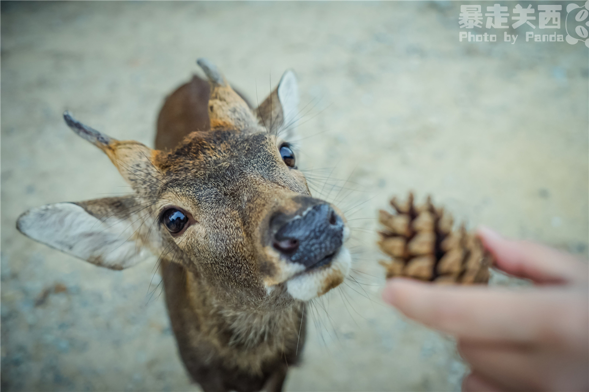 京都自助遊攻略