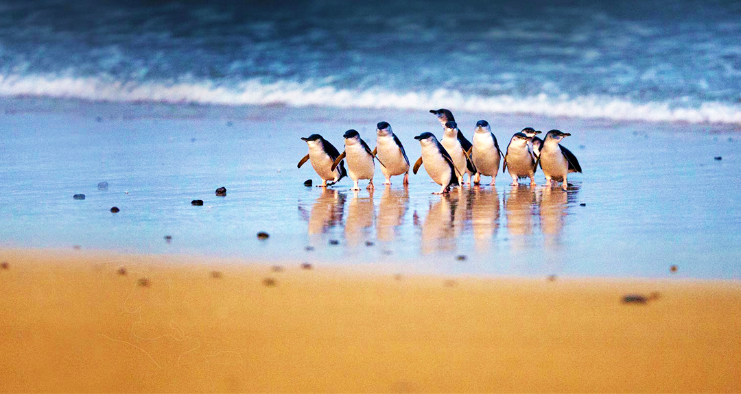               墨尔本 企鹅归巢