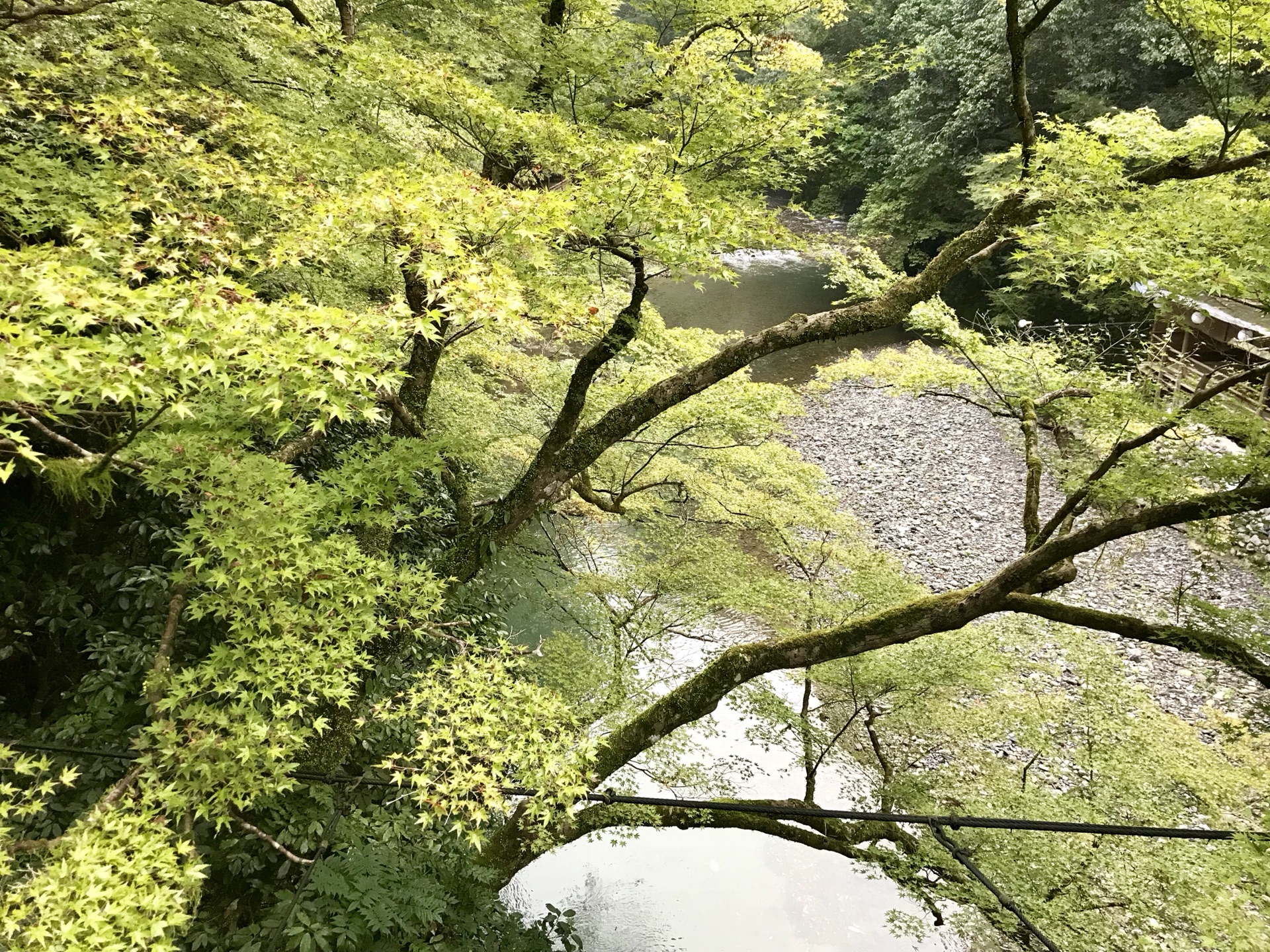 京都自助遊攻略