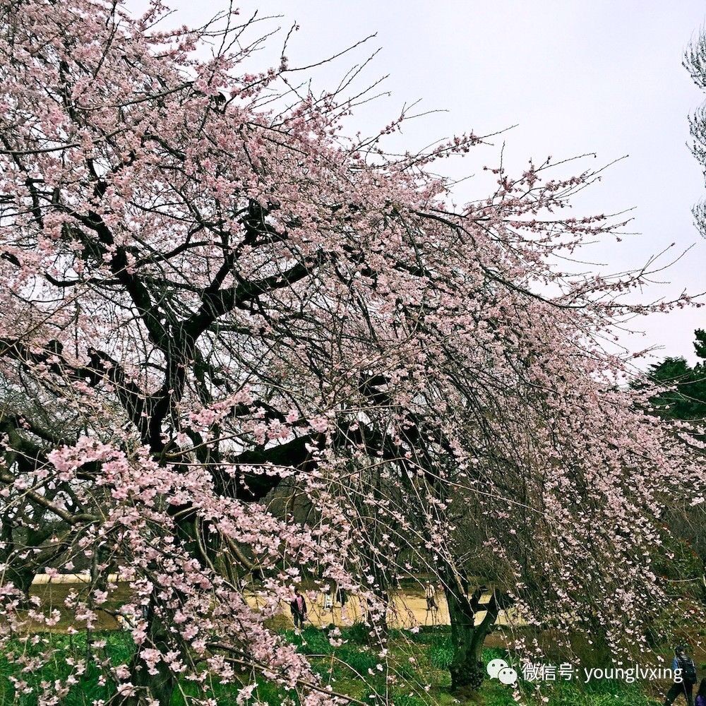 三月赴樱花初开,顺便屯了个三年日签(东京、仙