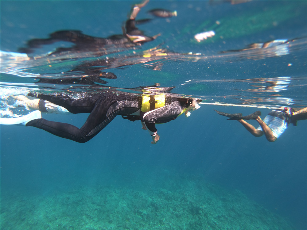 日本不只有樱花和红叶,还有海洋天堂-- 石垣岛追寻manta之旅