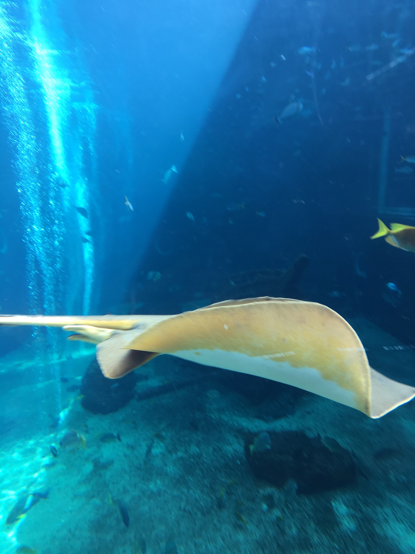 箱根园水族馆,小朋友们都爱的所在