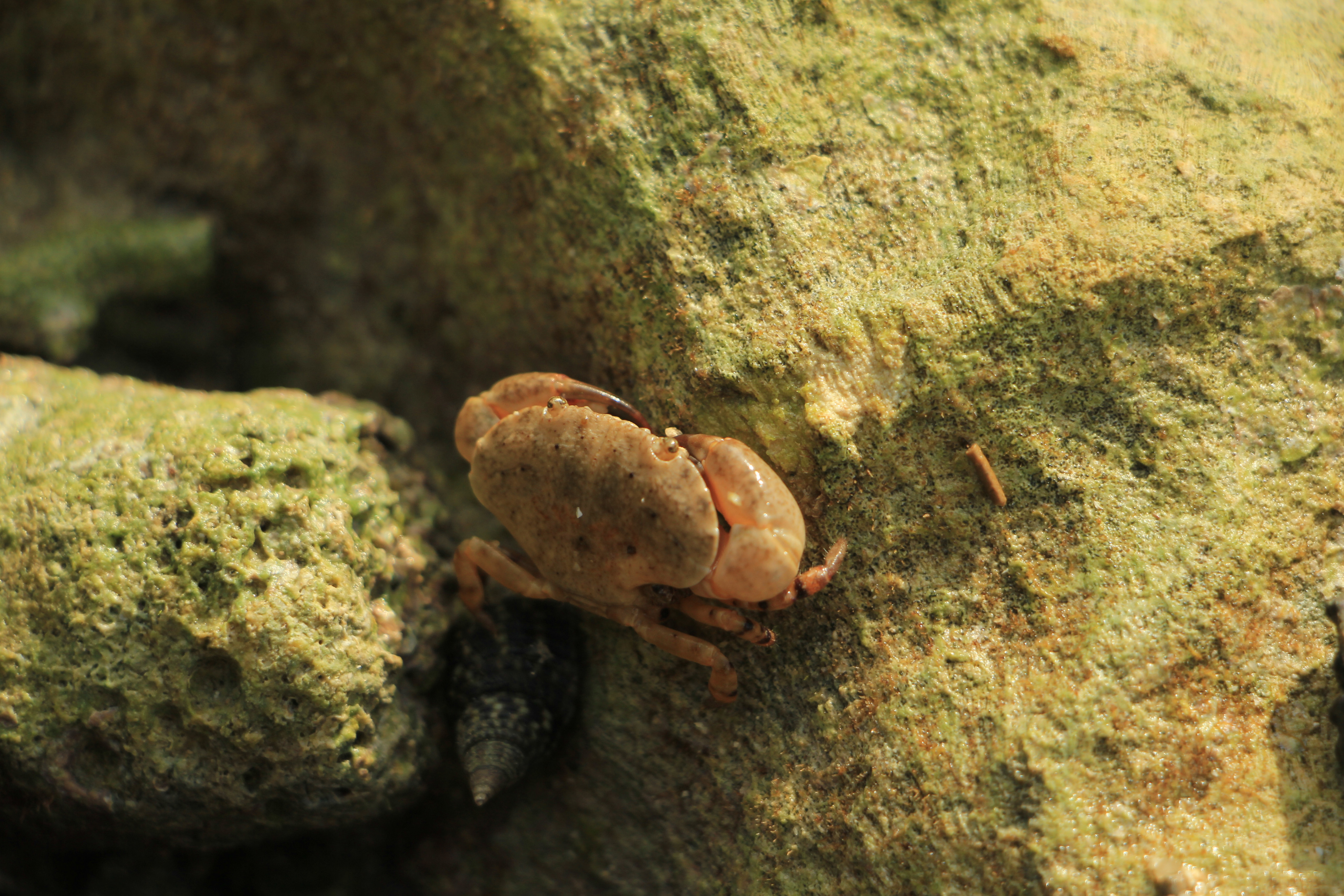 三亚哪个海滩可以抓螃蟹的?
