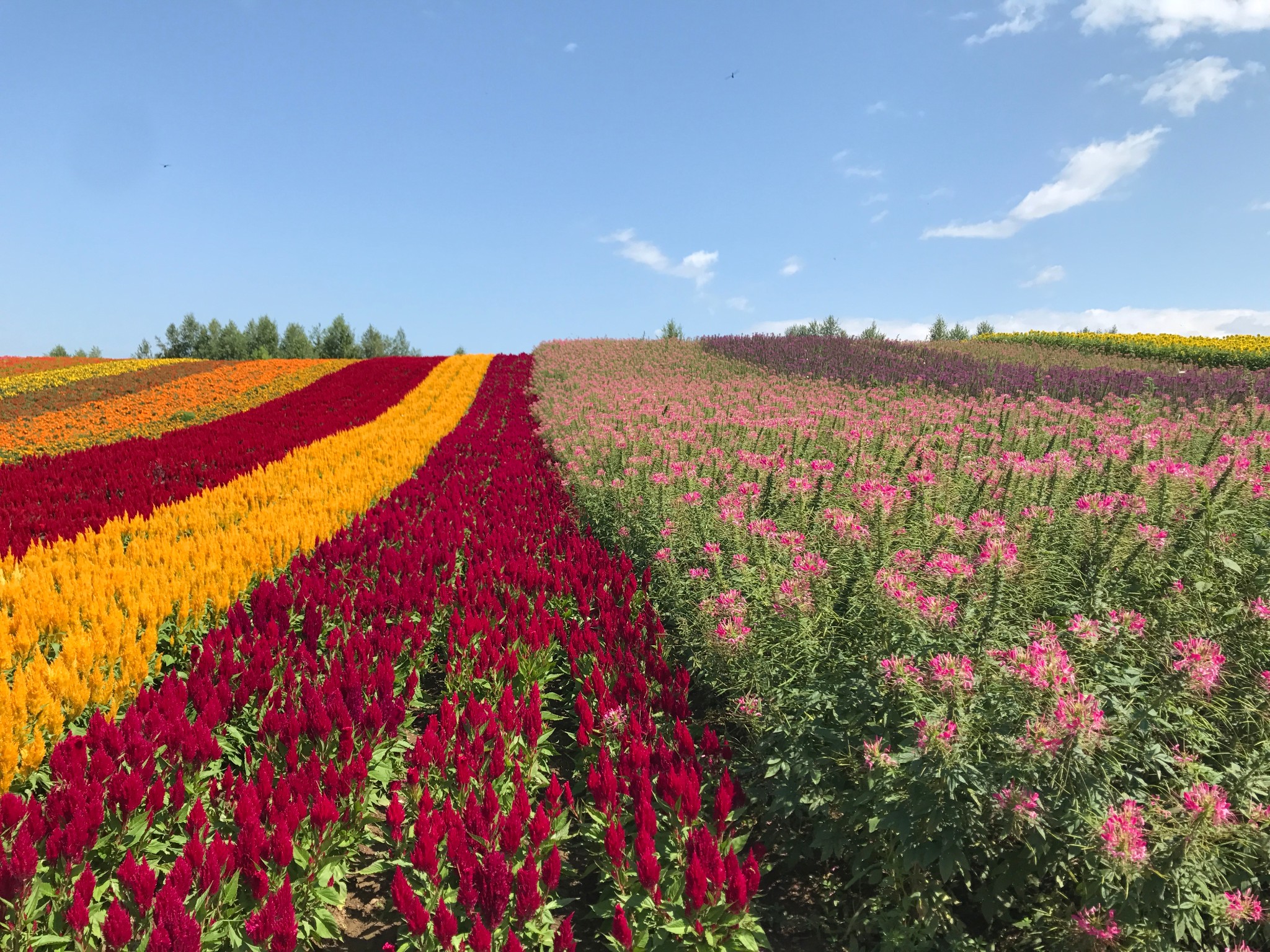 北海道自助遊攻略