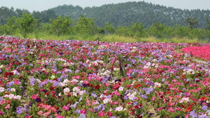 漳州长泰玛琪雅朵花海(十里蓝山)门票
