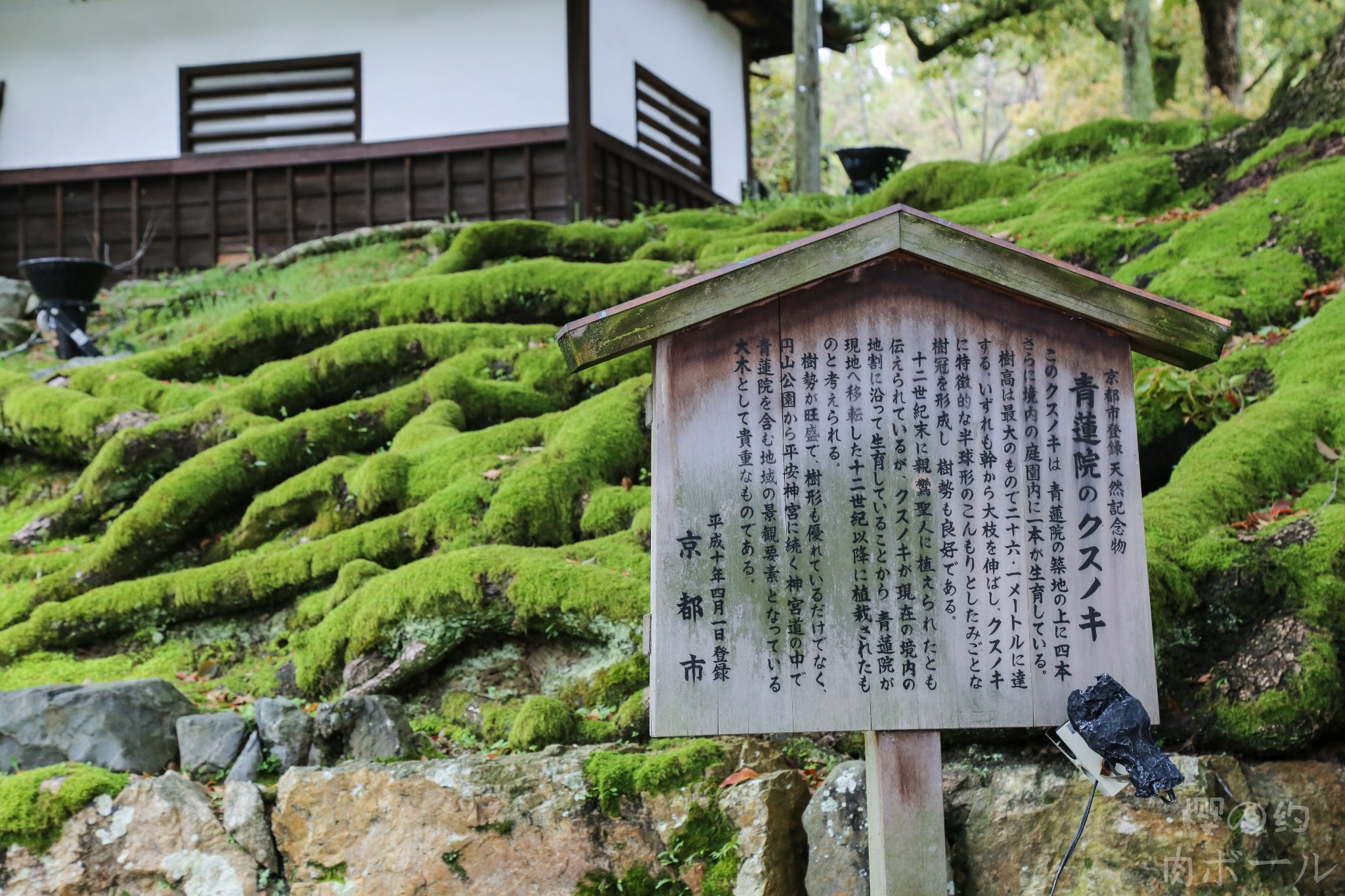 京都自助遊攻略