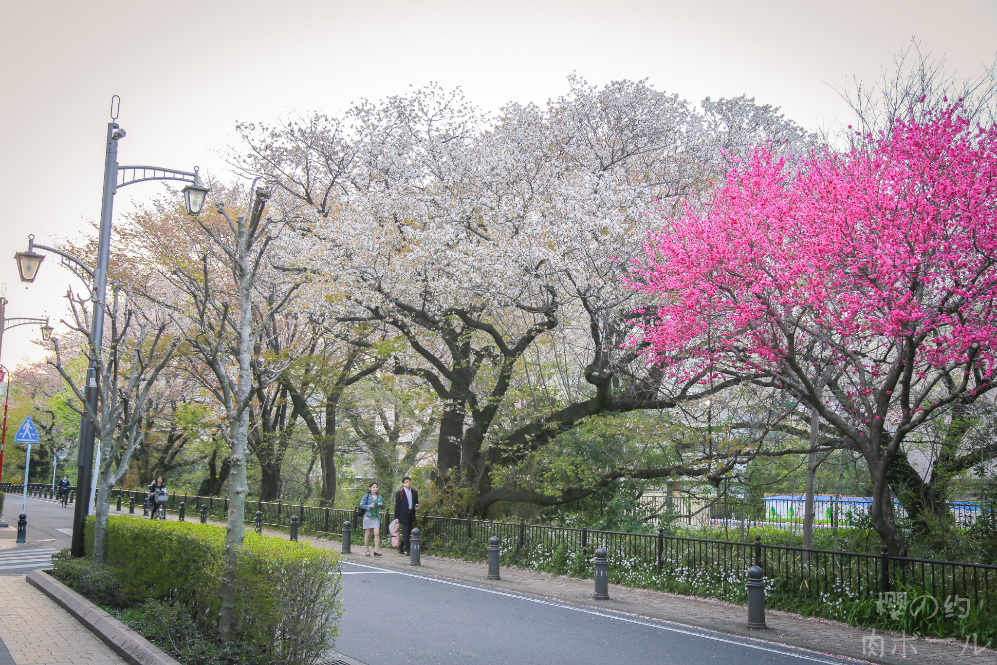 京都自助遊攻略