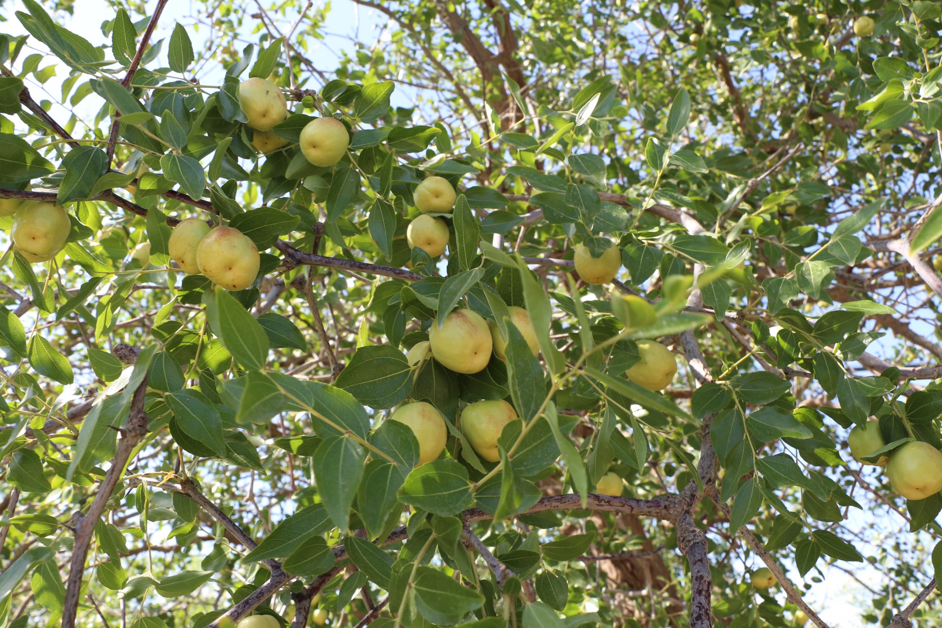 魅之旅十一吐鲁番哈密