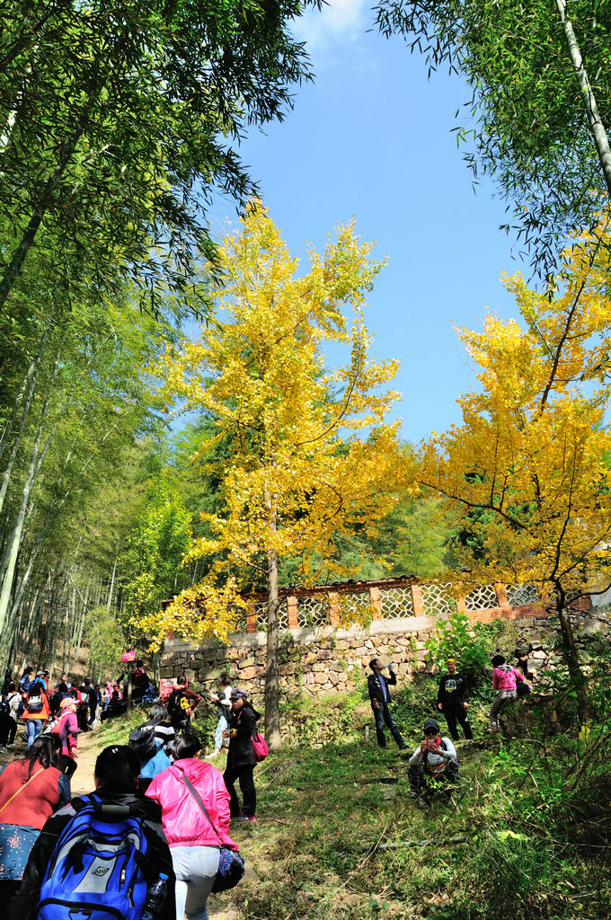 走六八古道,穿竹海登巖山,賞長興十里銀杏秋色,湖州旅遊攻略 - 馬蜂窩