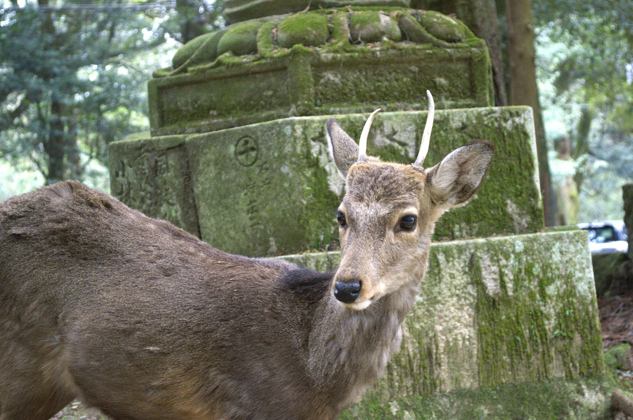 京都自助遊攻略