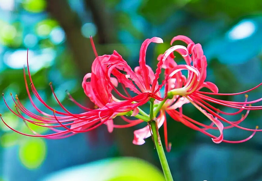 花開無葉 葉生無花 見識花葉永不相見的 