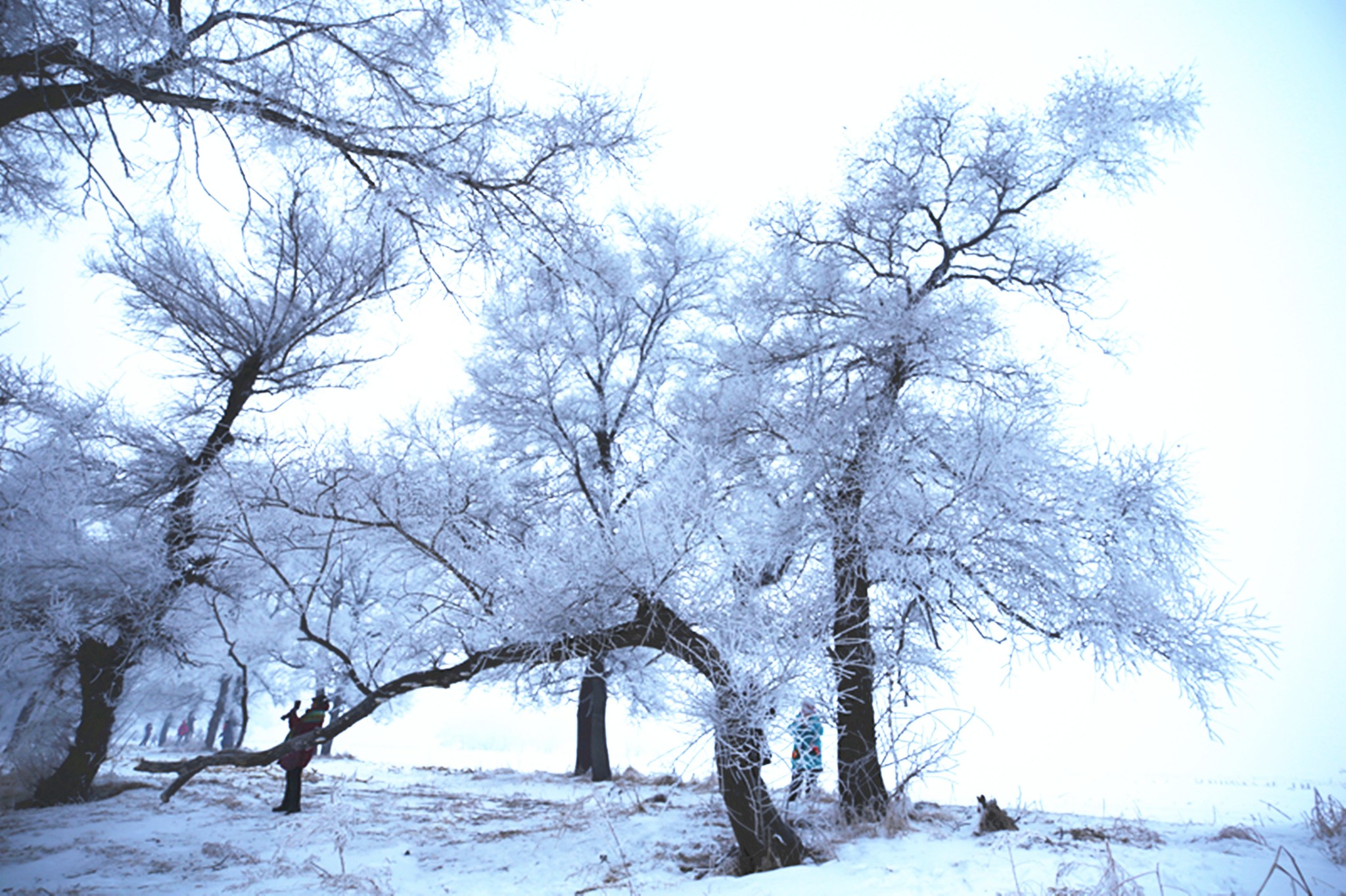 雪鄉自助遊攻略