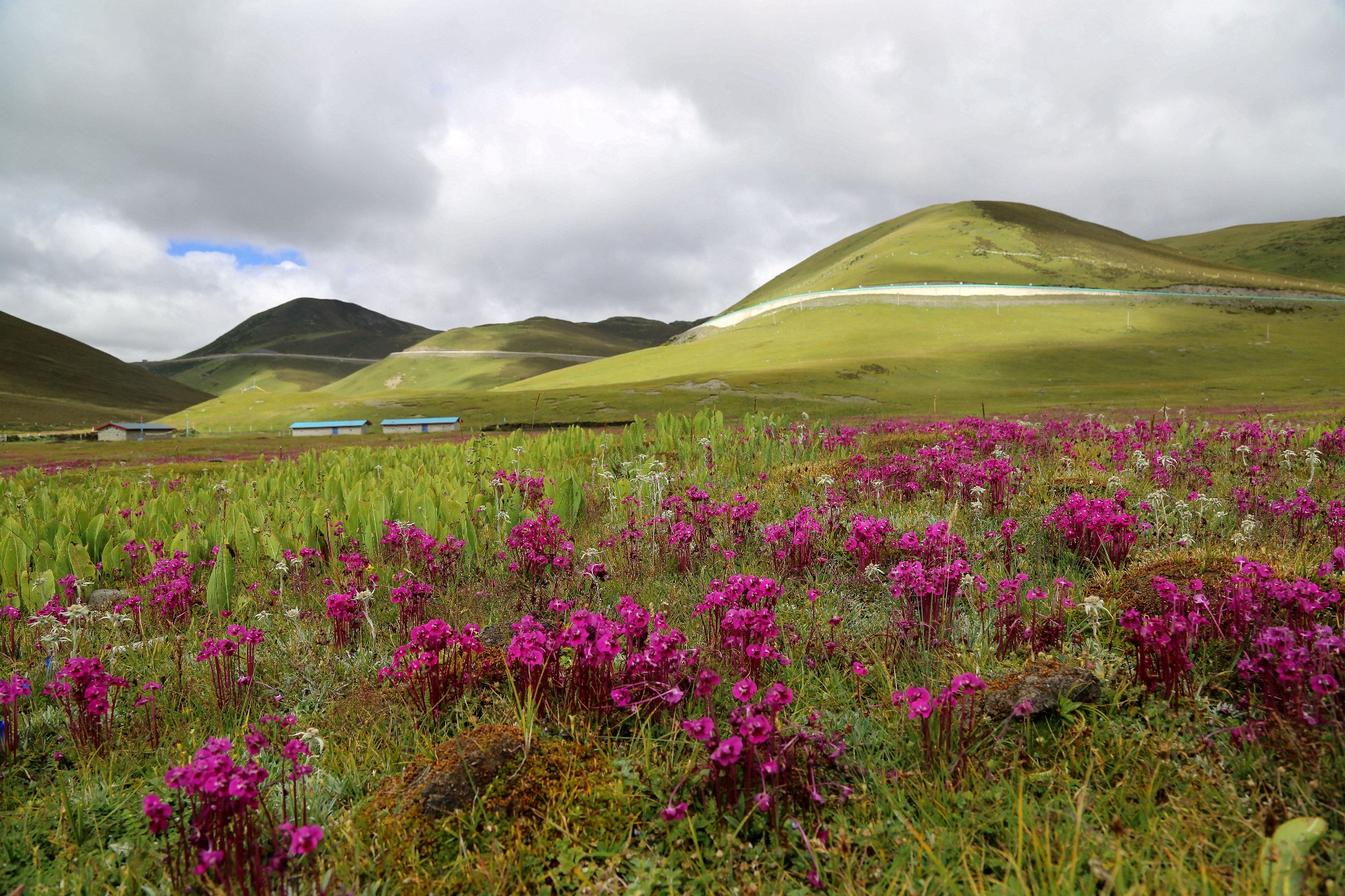 牛奶海洛绒牛场珍珠海冲古寺理塘