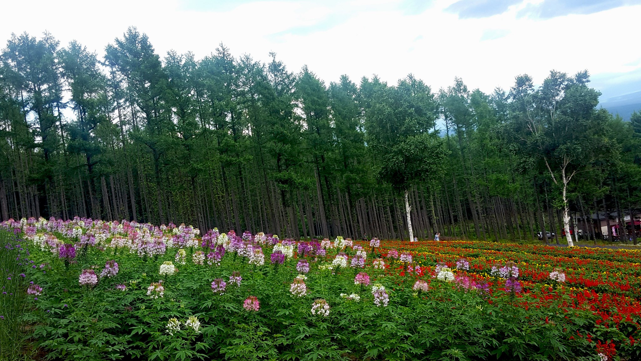 北海道自助遊攻略