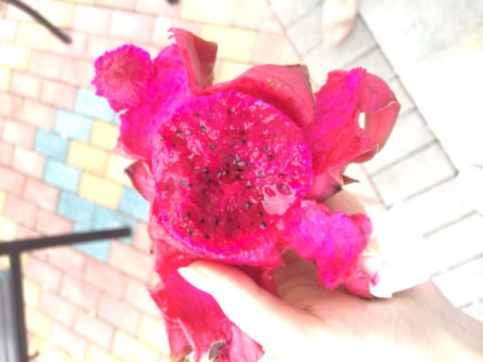 采摘季▏成都周边柏杨湖火龙果采摘游