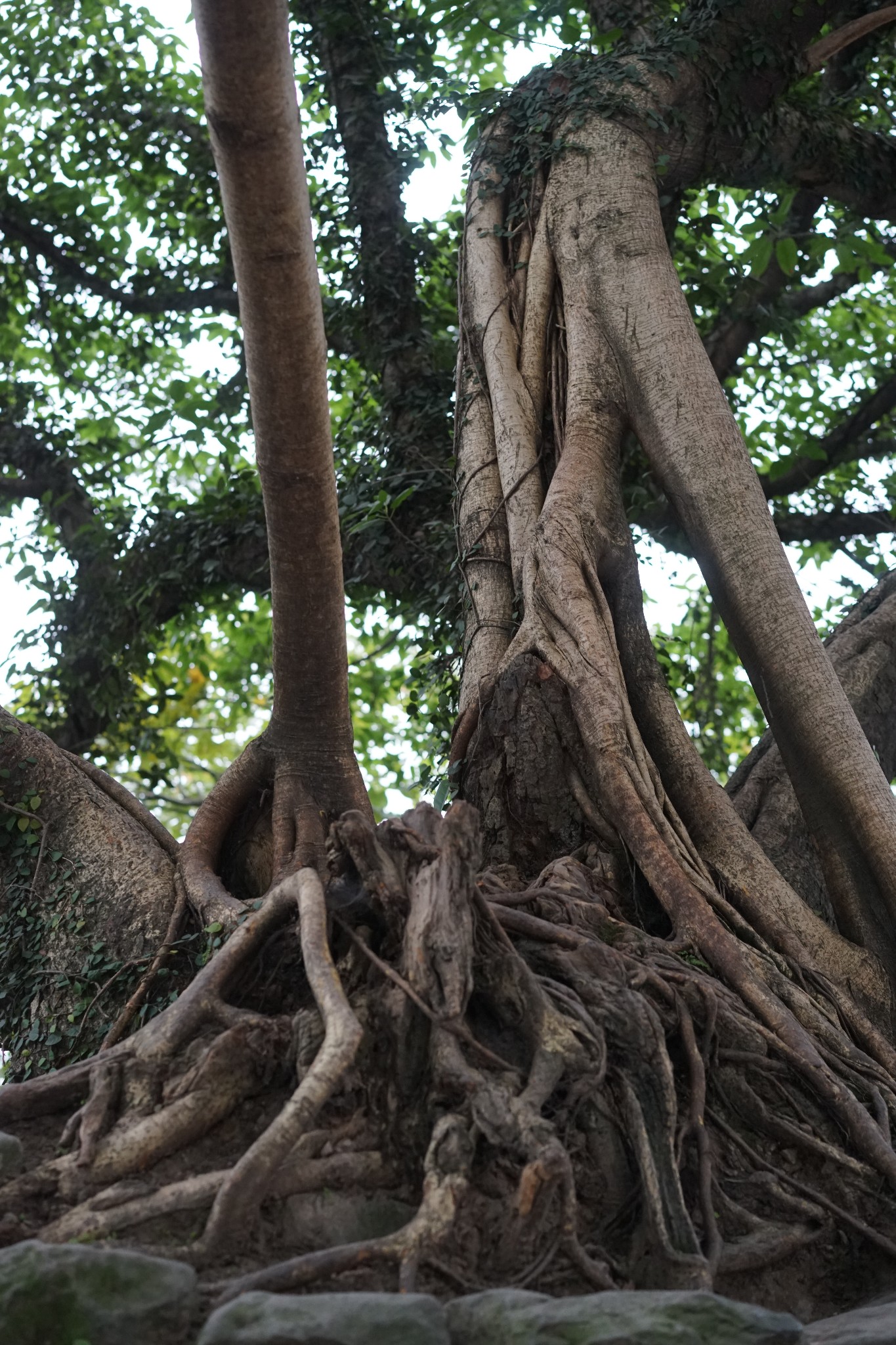 我的闲散时光——艳名远扬的鹅岭贰厂 鹅岭公园,重庆旅游攻略 - 马