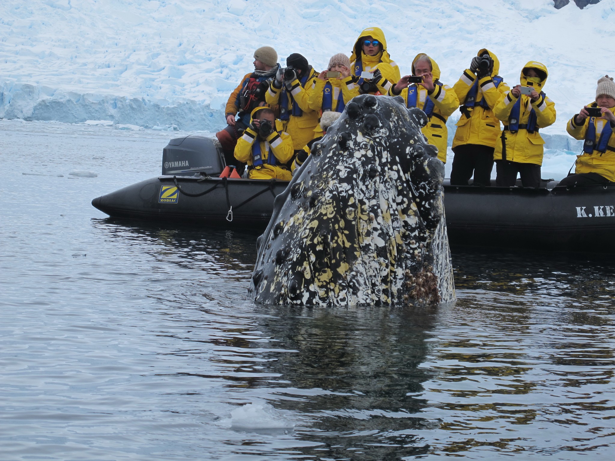 南极南极围观座头鲸